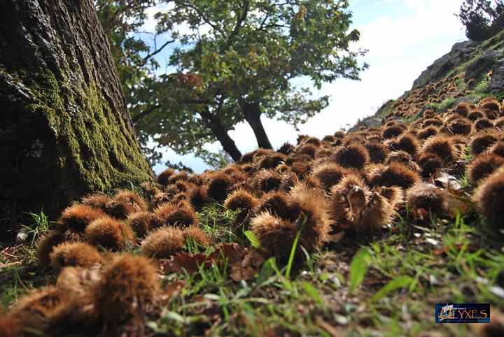 ricci di castagne.JPG